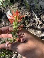 Image of Castilleja martini var. clokeyi