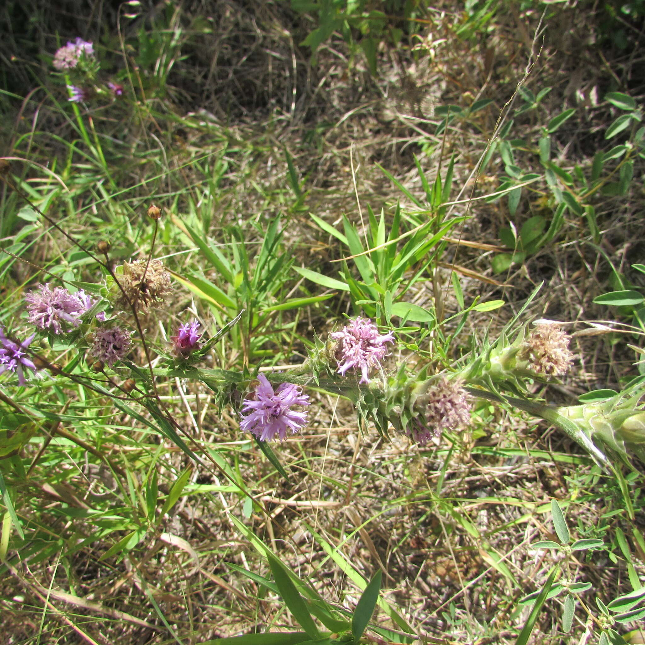 Слика од Liatris squarrosa (L.) Michx.