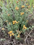 Image of Helichrysum dregeanum Harv. & Sond.