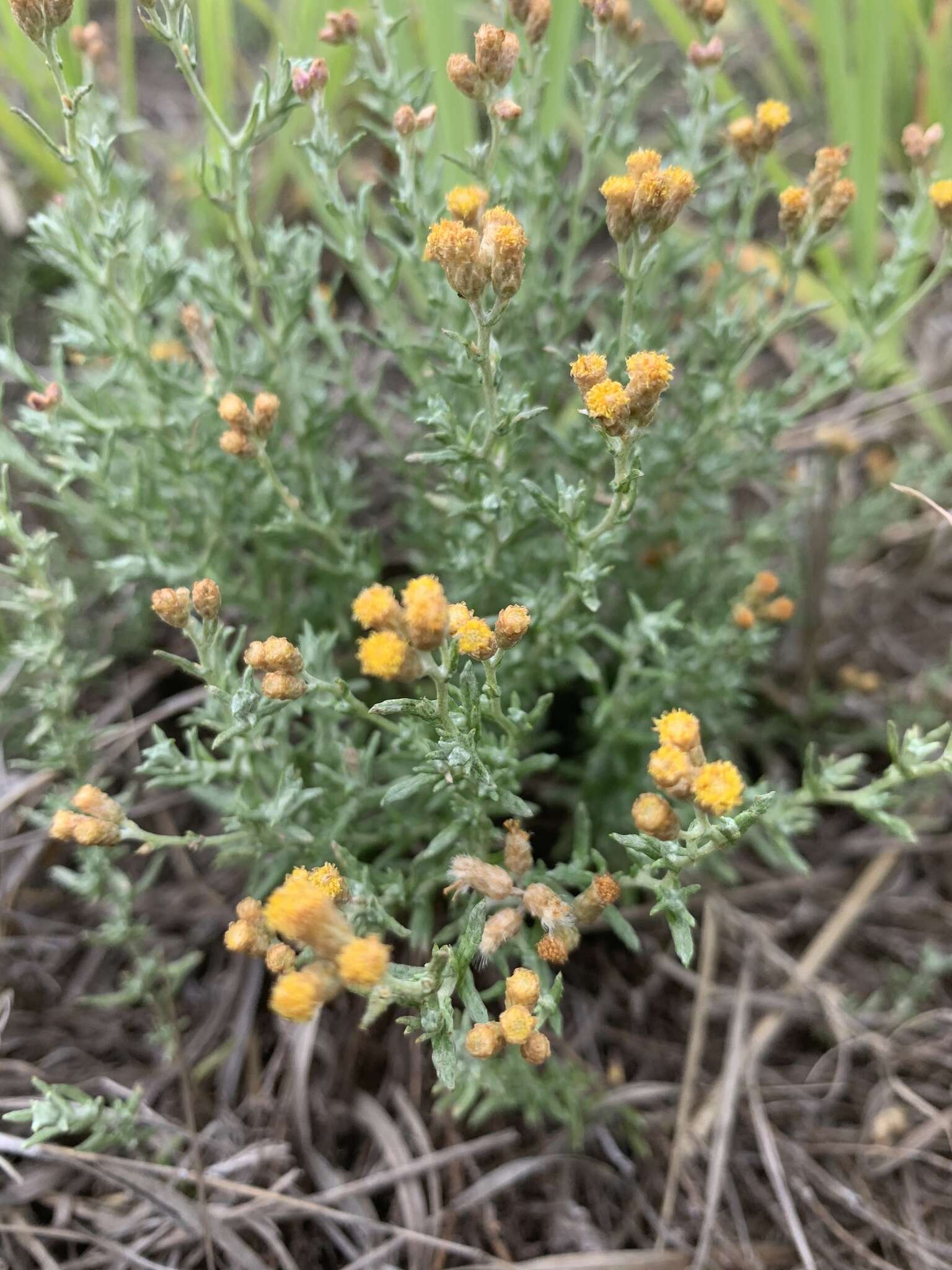 Image of Helichrysum dregeanum Harv. & Sond.