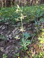 Fritillaria brandegeei Eastw. resmi