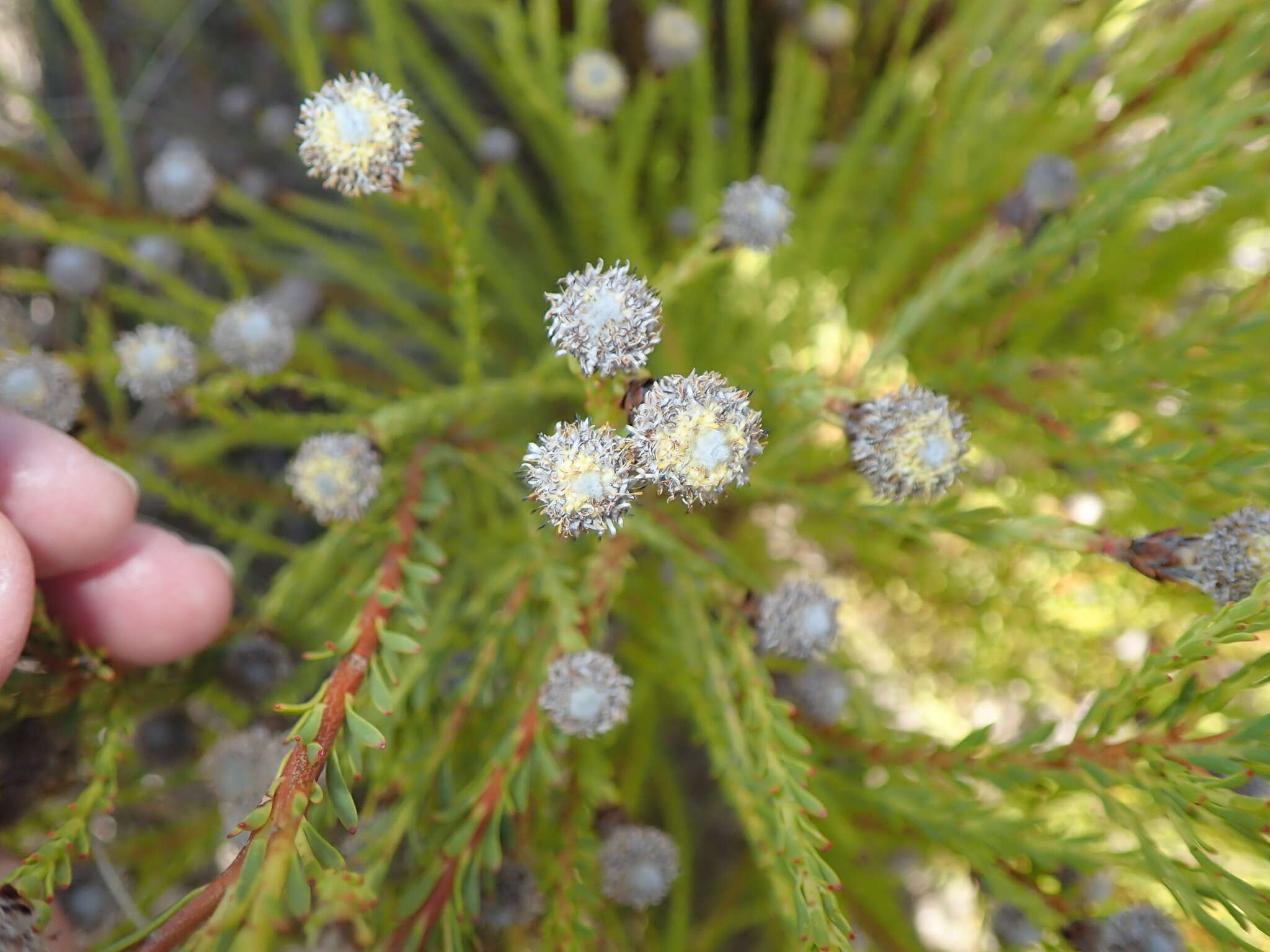 Plancia ëd Leucadendron linifolium (Jacq.) R. Br.