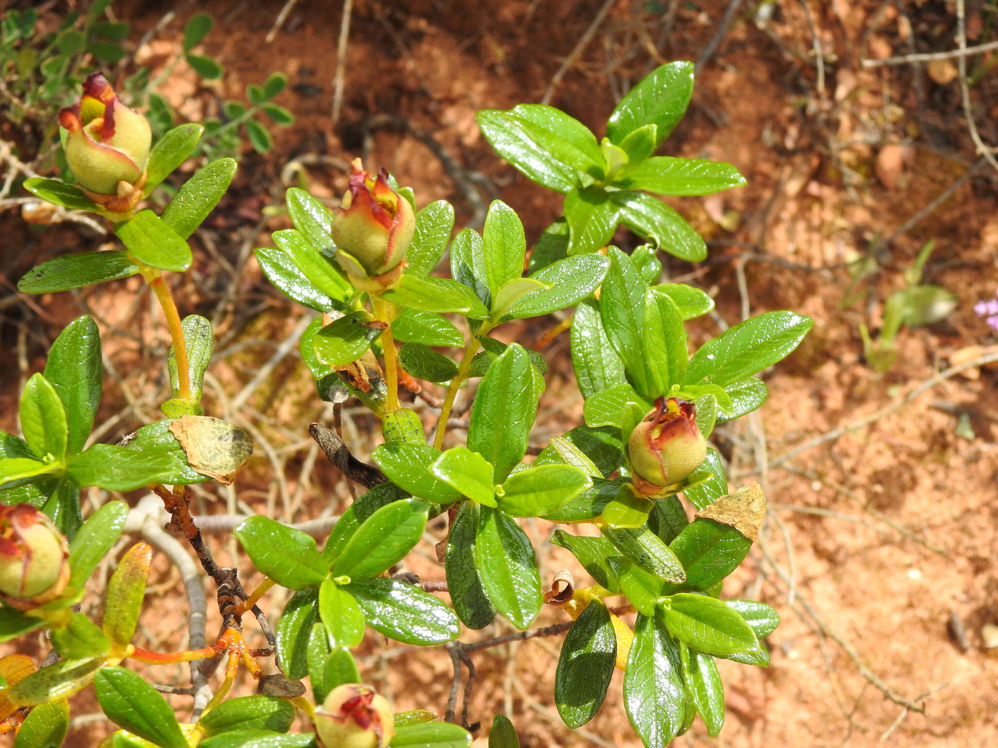 Image of Cistus ladanifer subsp. sulcatus (J. P. Demoly) P. Montserrat
