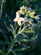 Image of Mathewsia foliosa Hook. & Arn.