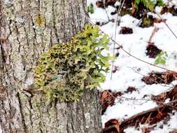 Image of lung lichen