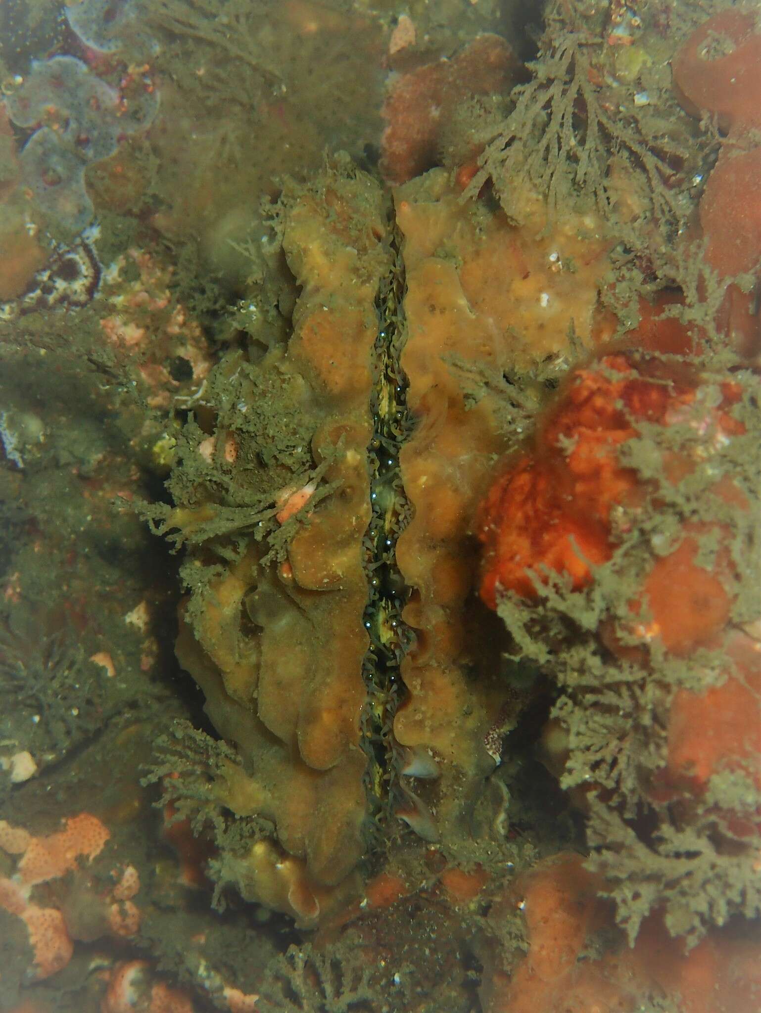 Image of austral scallop