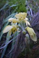 Image de Gladiolus buckerveldii (L. Bolus) Goldblatt