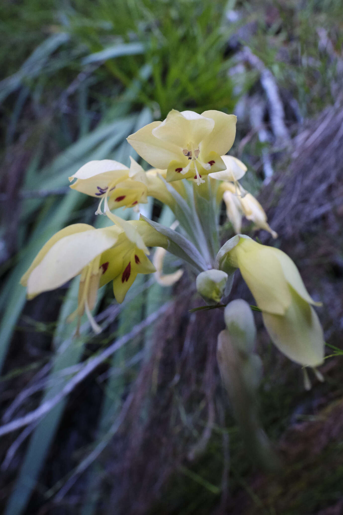 Image de Gladiolus buckerveldii (L. Bolus) Goldblatt