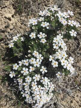 Image of spiny phlox