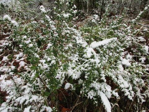 Image of Baccharis pilularis subsp. consanguinea (DC.) C. B. Wolf