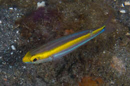 Image of Butterfly whiptail