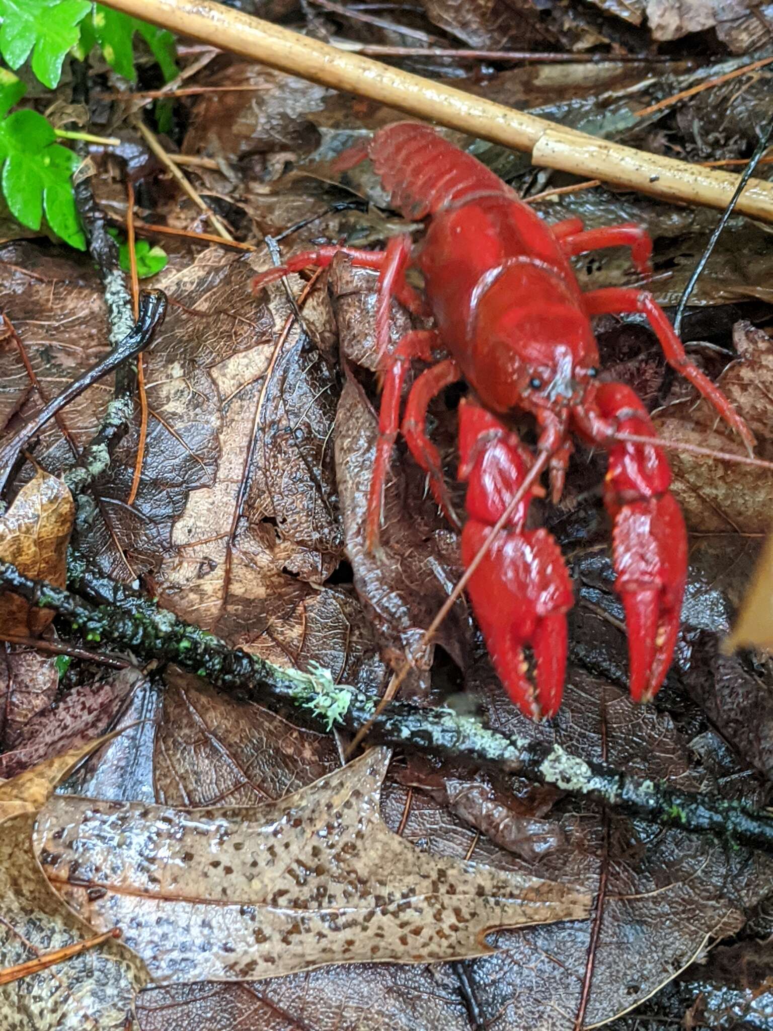 Image of Cambarus carolinus (Erichson 1846)