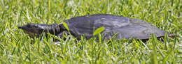 Image of Florida Softshell Turtle