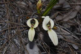 Image of Stylidium schoenoides DC.