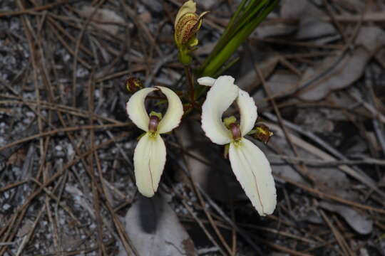 Stylidium schoenoides DC. resmi