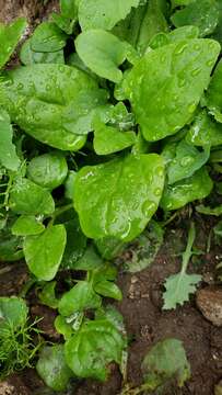 Image of spinach