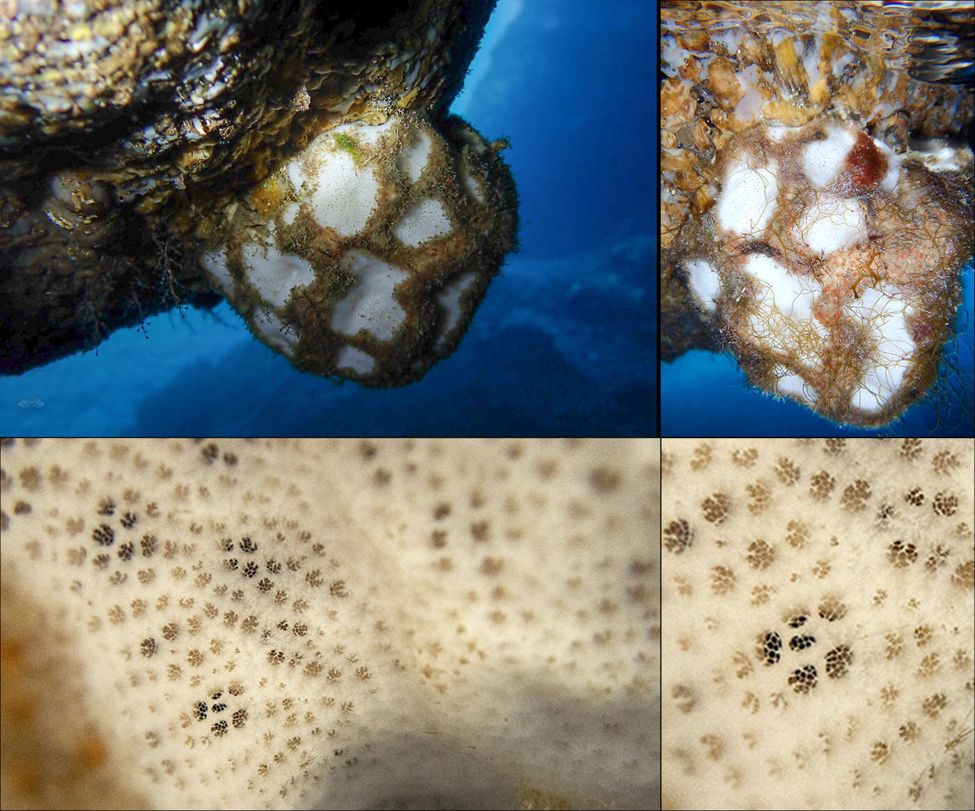 Image of giant sponge