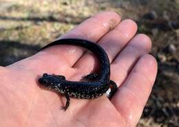 Plethodon chlorobryonis Mittleman 1951 resmi