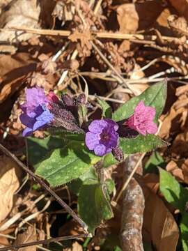 Pulmonaria affinis Jordan resmi