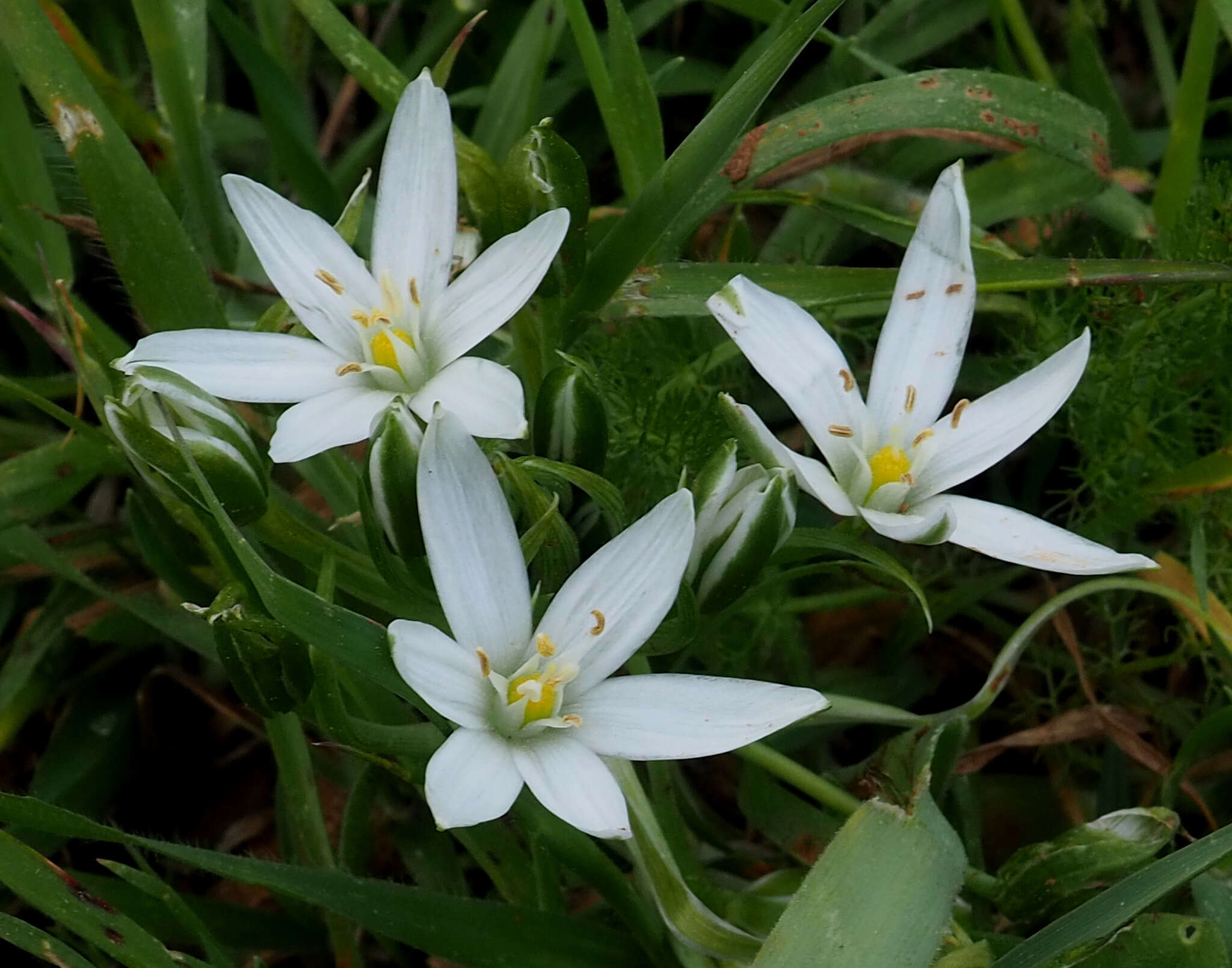 Image de Ornithogalum neurostegium subsp. eigii (Feinbrun) Feinbrun