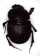 Слика од Hamonthophagus depressus (Harold 1871)