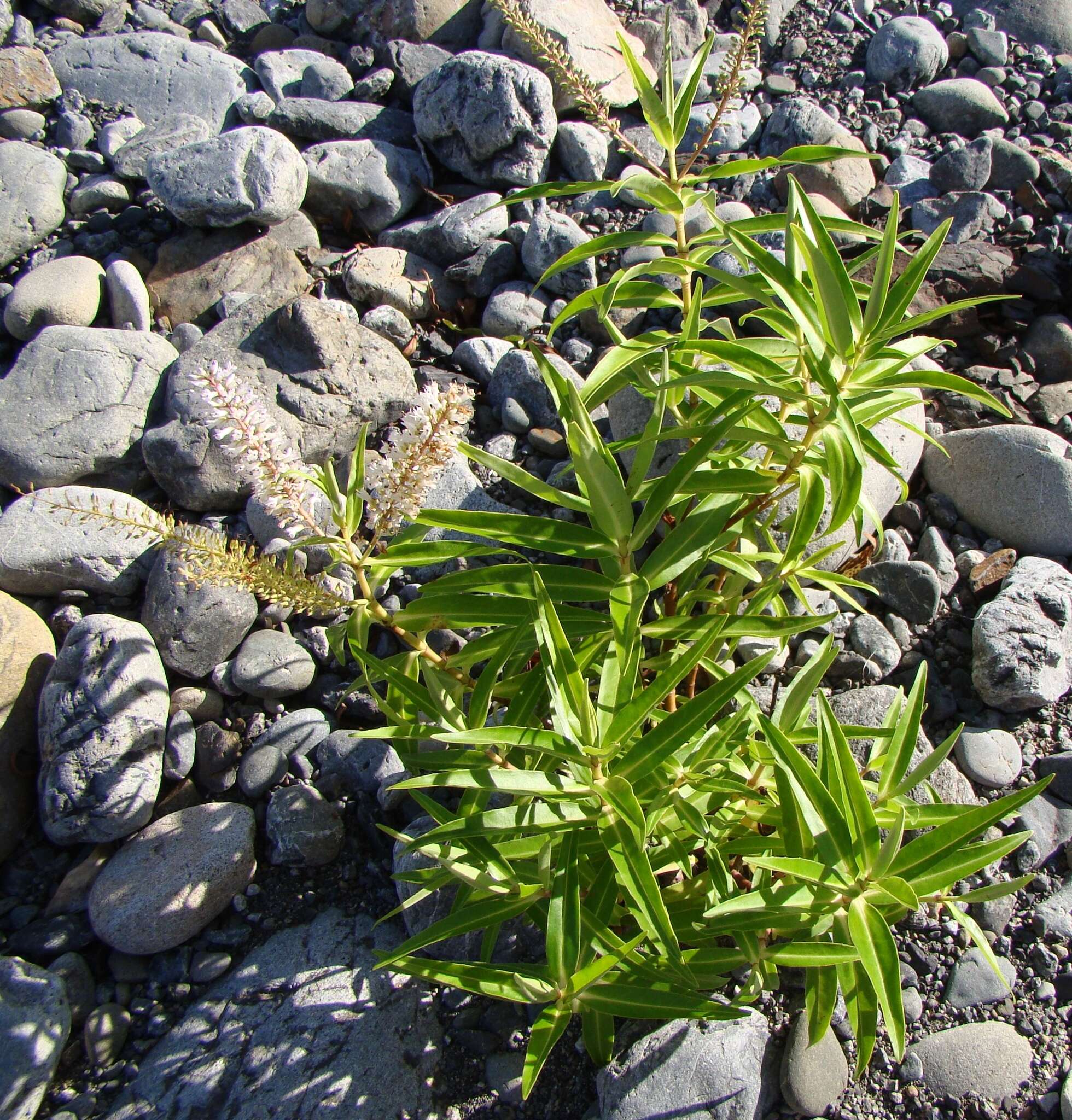 Image of Veronica stricta Banks & Soland. ex Benth.