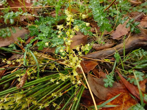 Image of Lomandra micrantha (Endl.) Ewart