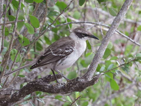 Image of Galapagos Mockingbird