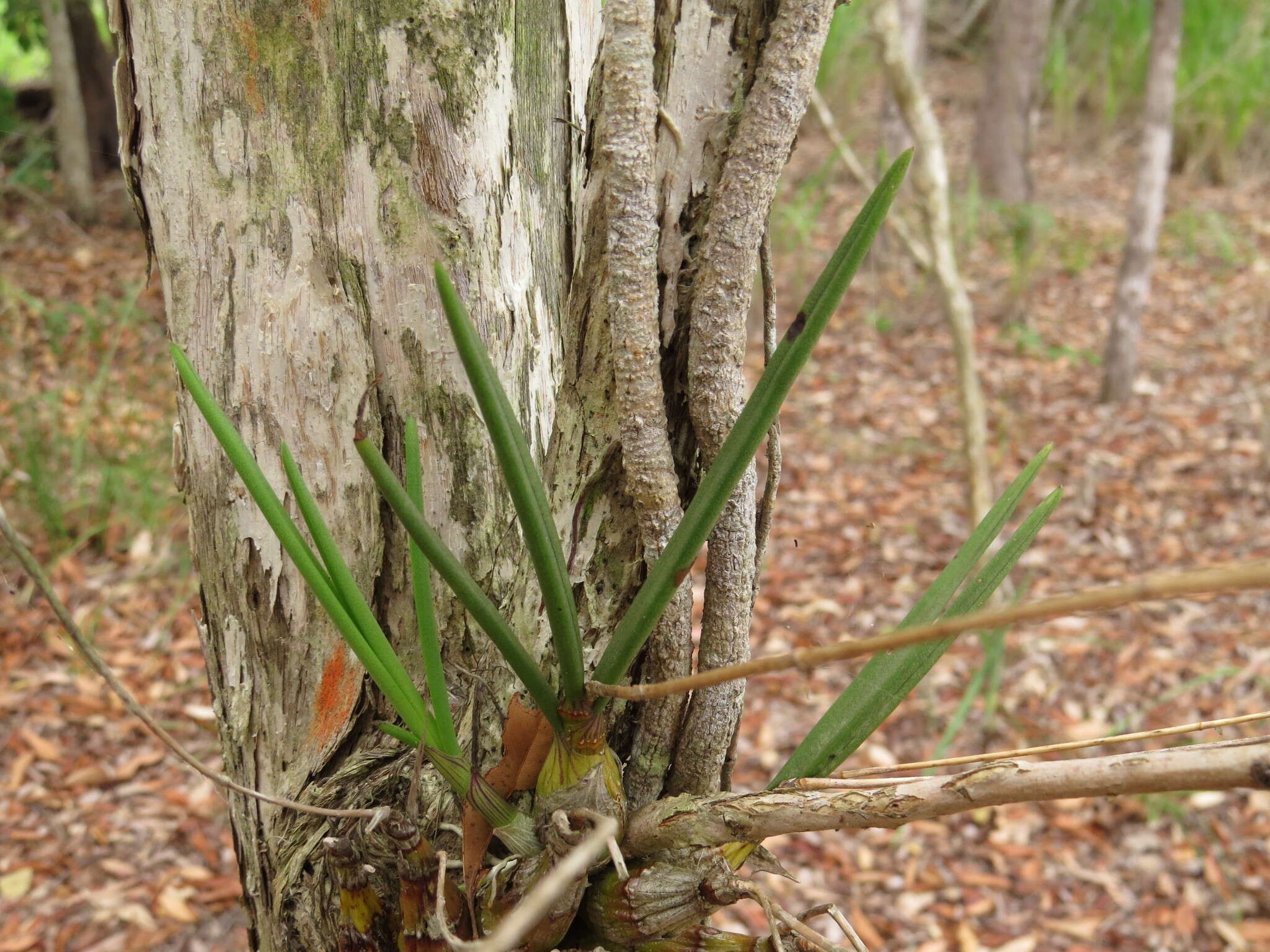 Dendrobium canaliculatum R. Br. resmi