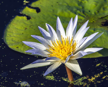 Image of tropical royalblue waterlily