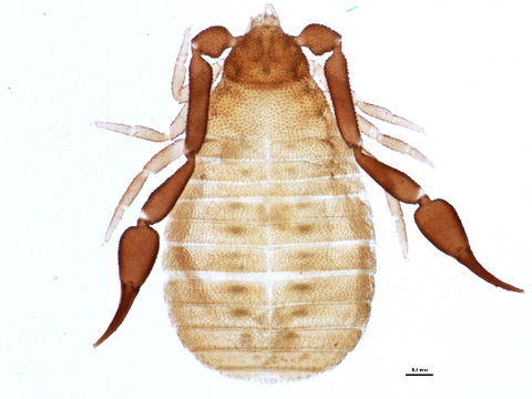 Image of Cheiridiidae