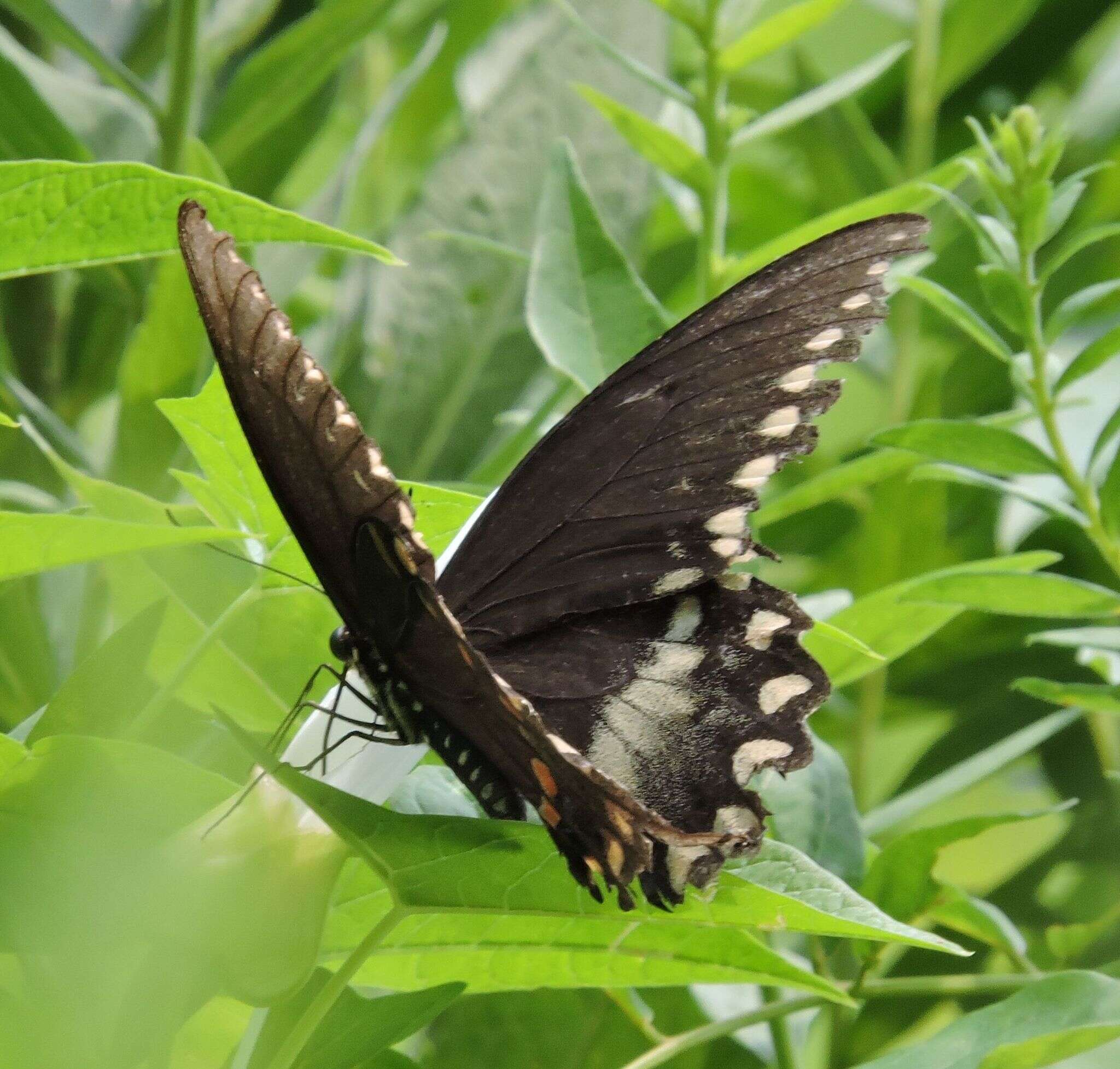 Papilio troilus Linnaeus 1758 resmi