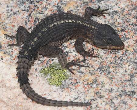 Image of Oelofsen’s Girdled Lizard