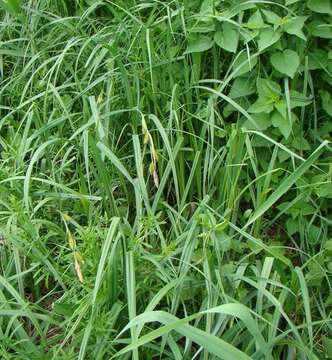 Image of Greater Pond-Sedge