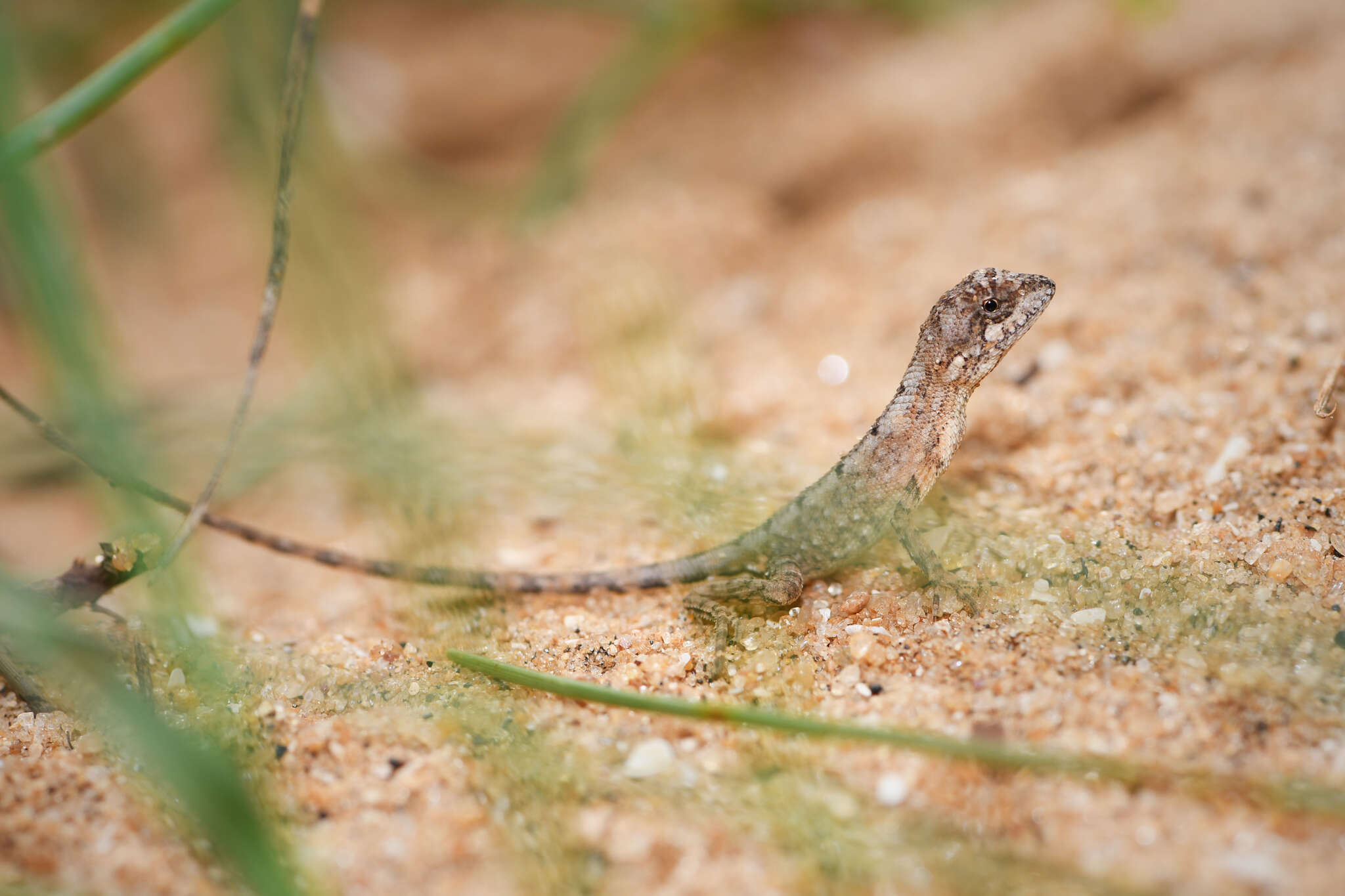 Image of Sita lizards