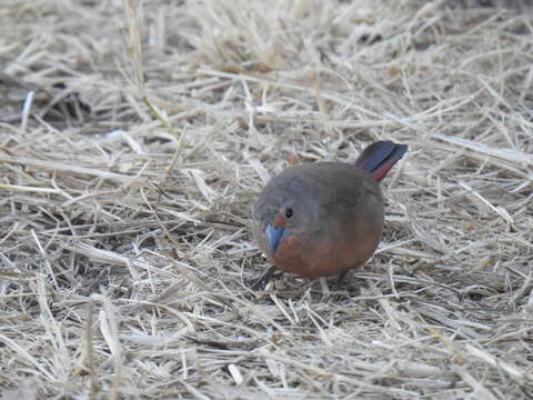 Image of African Firefinch