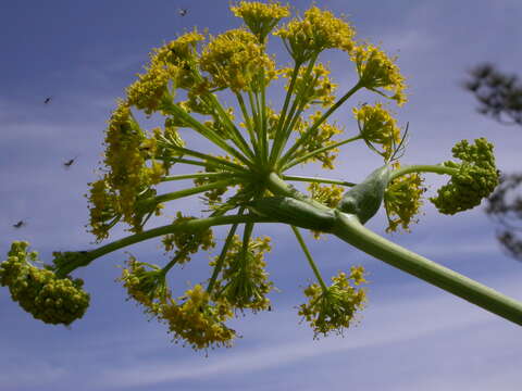 Image of Ferula communis subsp. linkii (Webb) Reduron & Dobignard