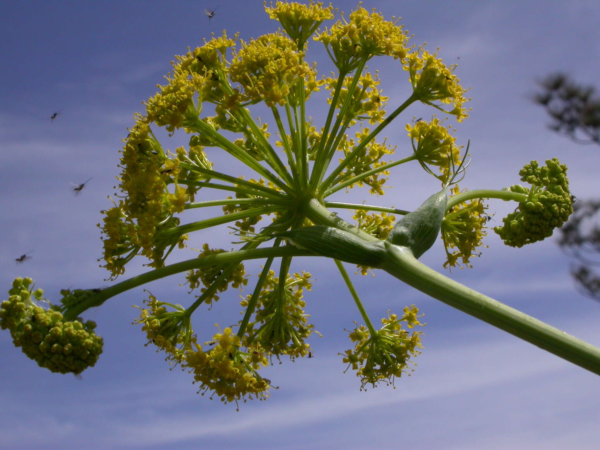 Image of Ferula communis subsp. linkii (Webb) Reduron & Dobignard