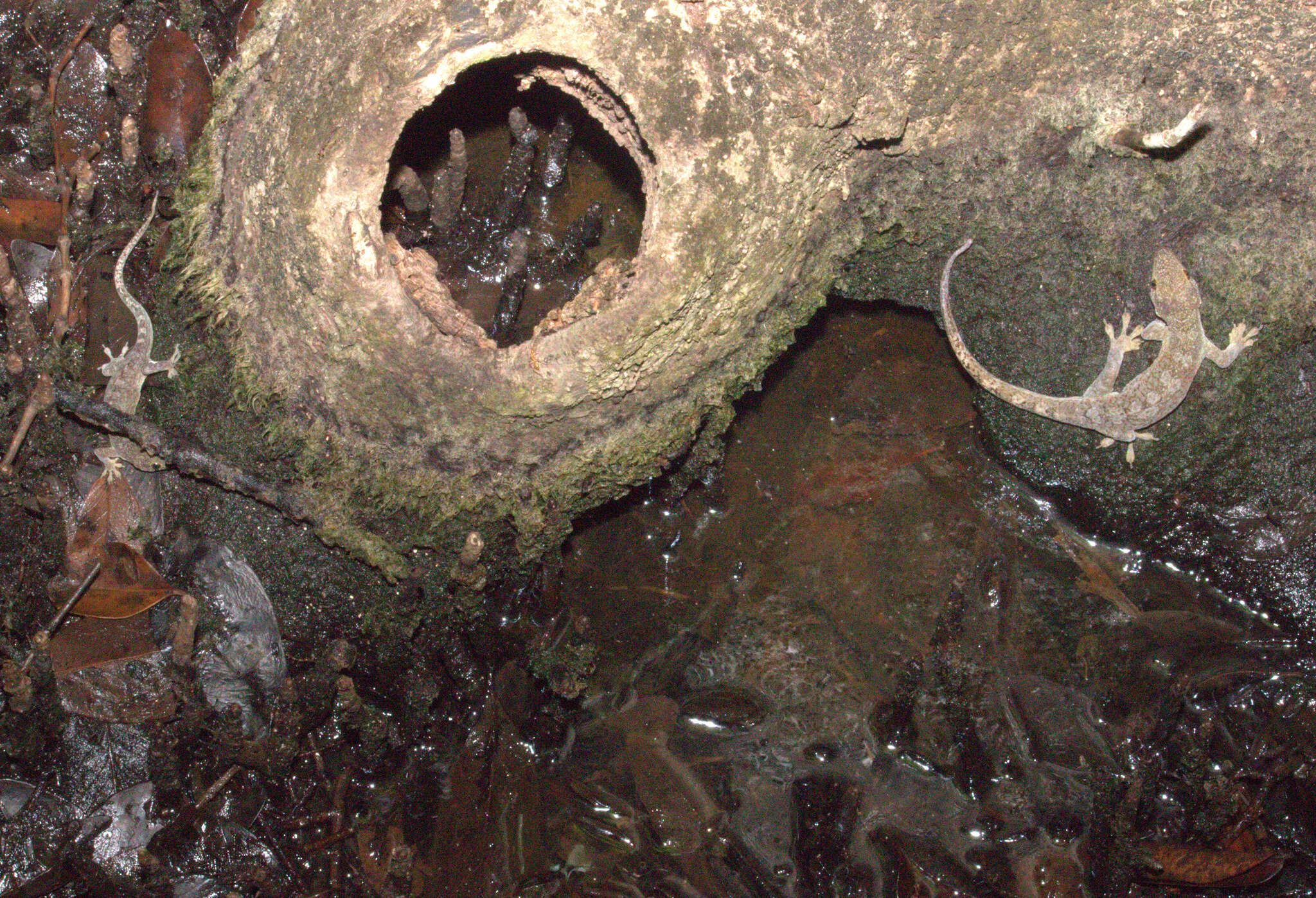 Image of Saint George Island Gecko