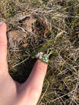 Image of Gorman's biscuitroot