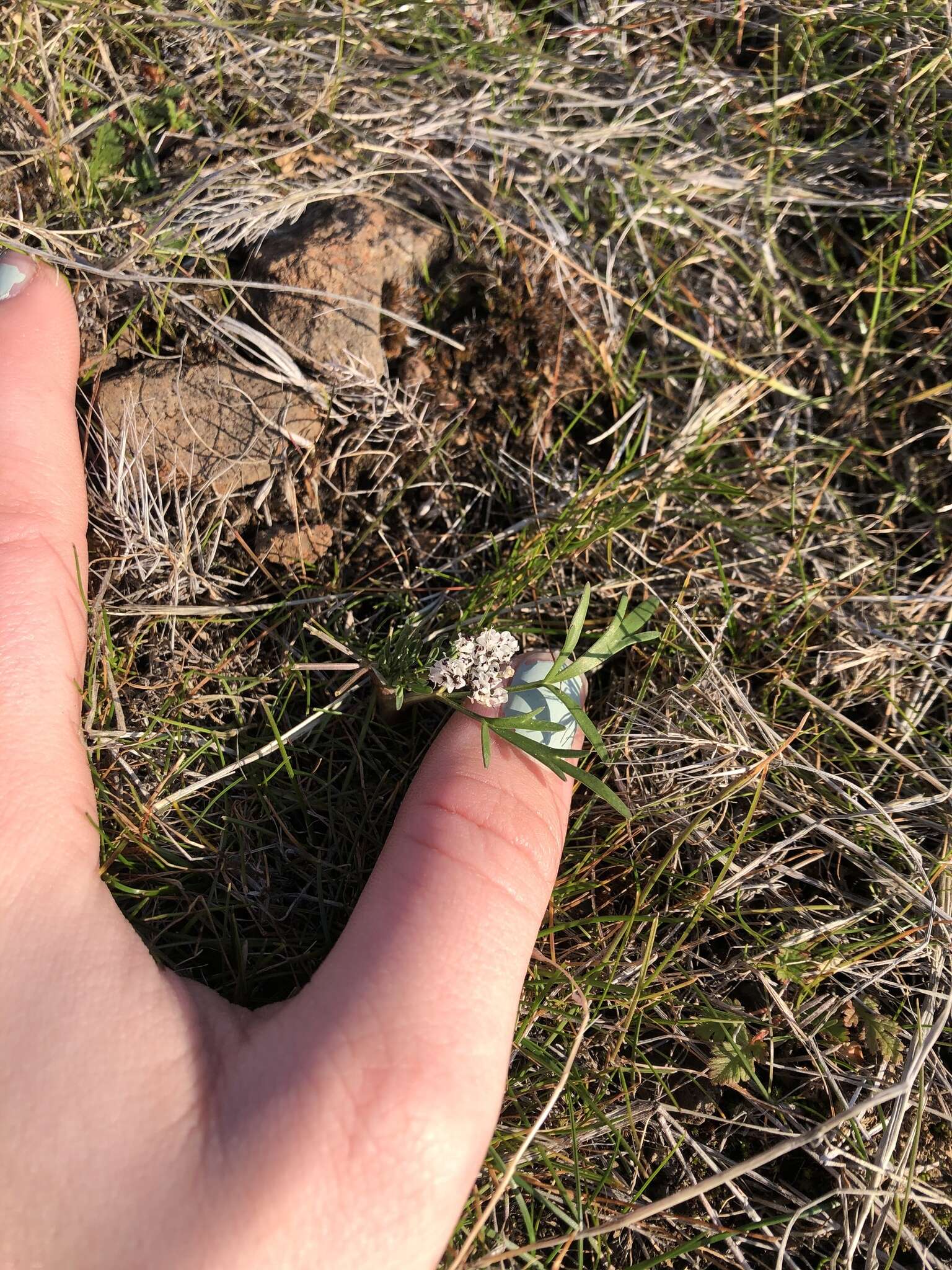 Image de Lomatium gormanii (T. J. Howell) Coult. & Rose