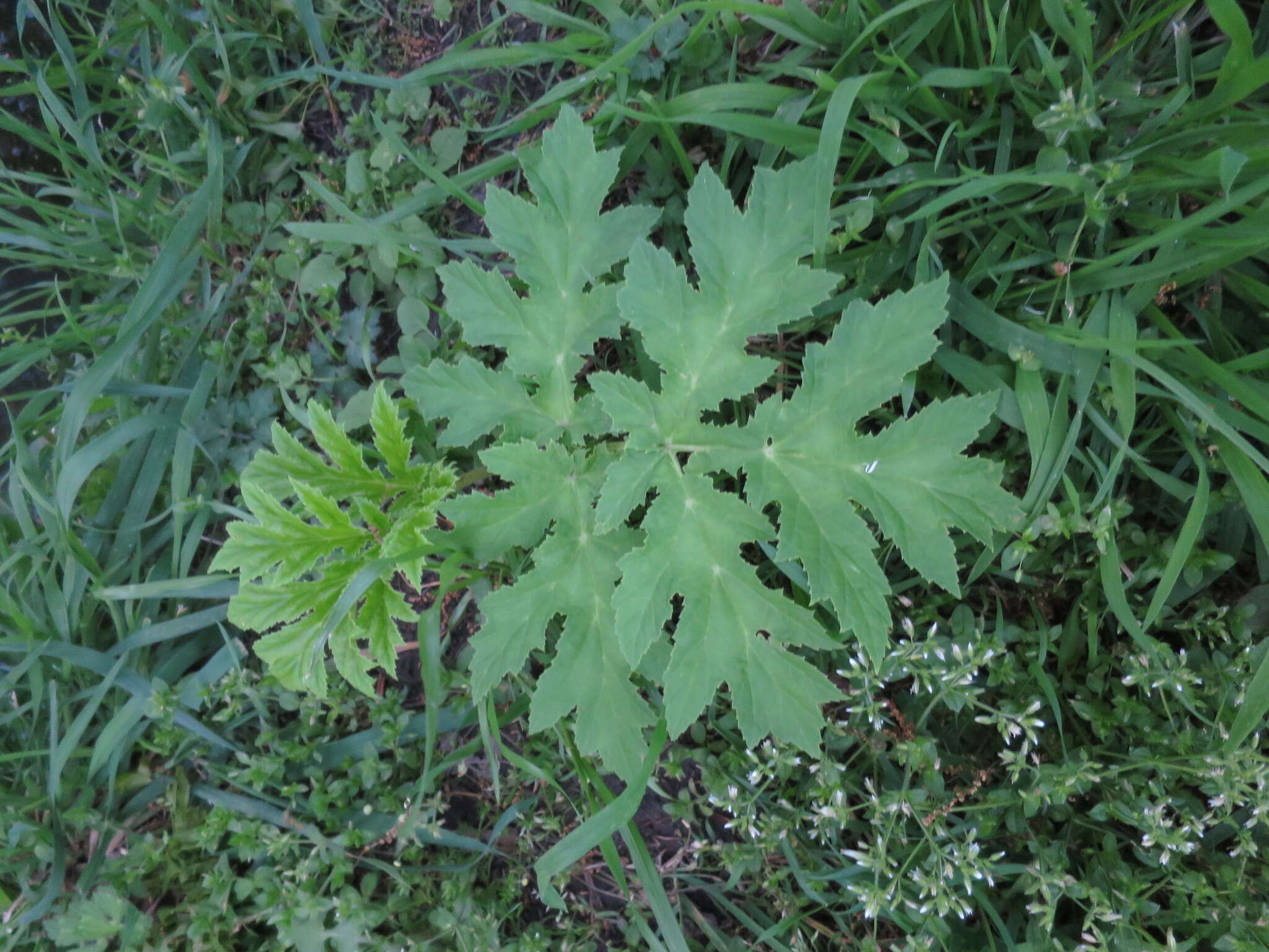 Image of Mantegazzi's Cow-Parsnip