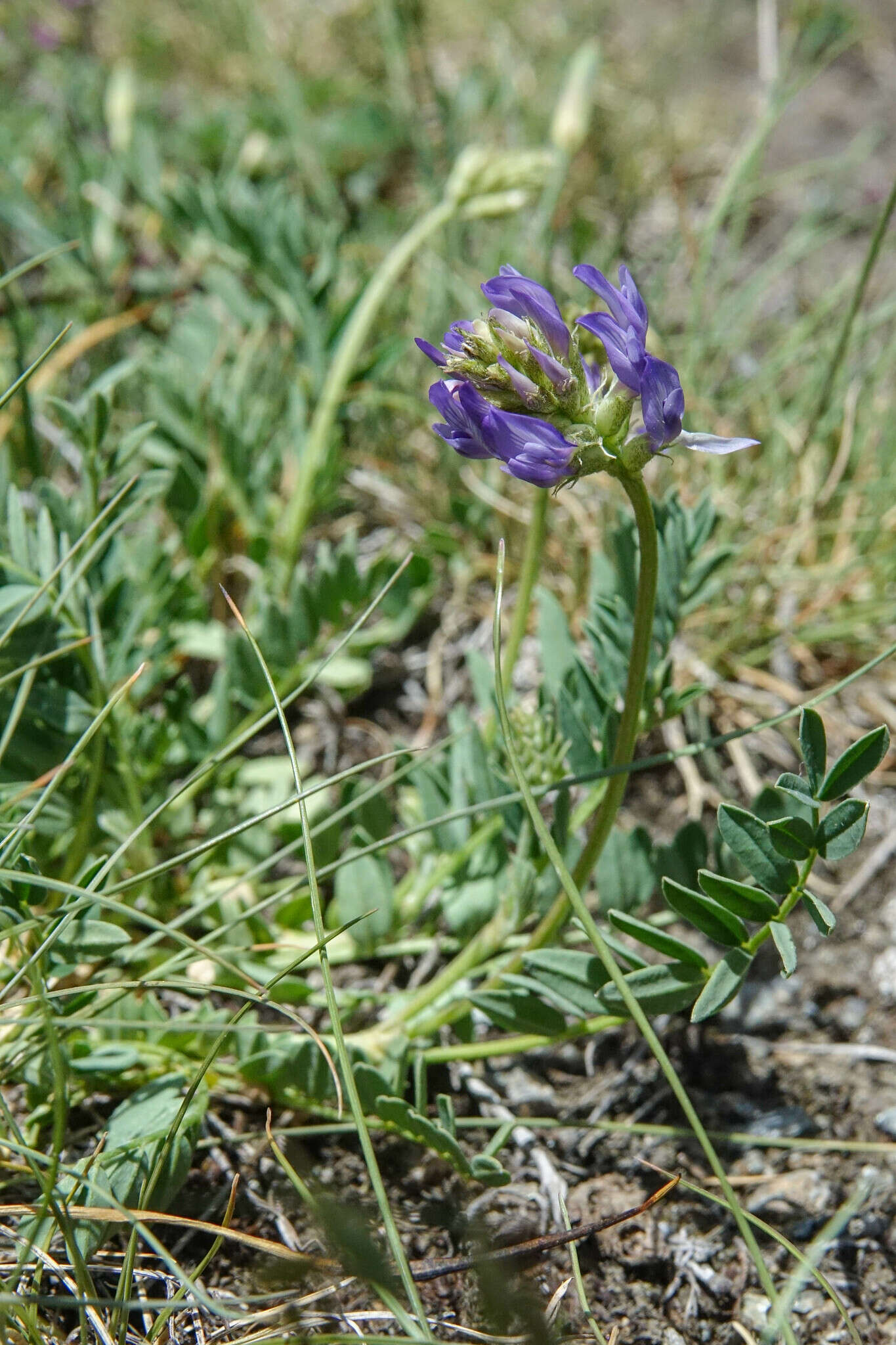 Image of Astragalus leontinus Wulfen