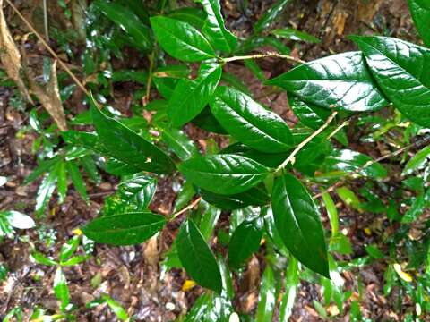 Слика од Camellia furfuracea (Merr.) Cohen-Stuart