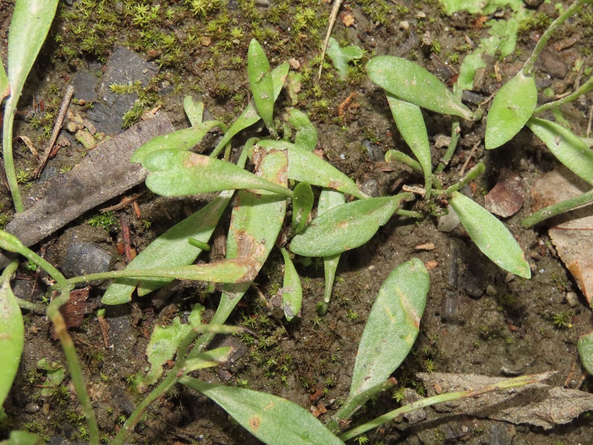 Imagem de Ophioglossum thermale Komarov