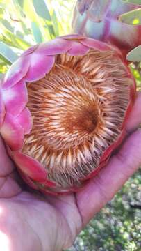 Image of Protea namaquana J. P. Rourke