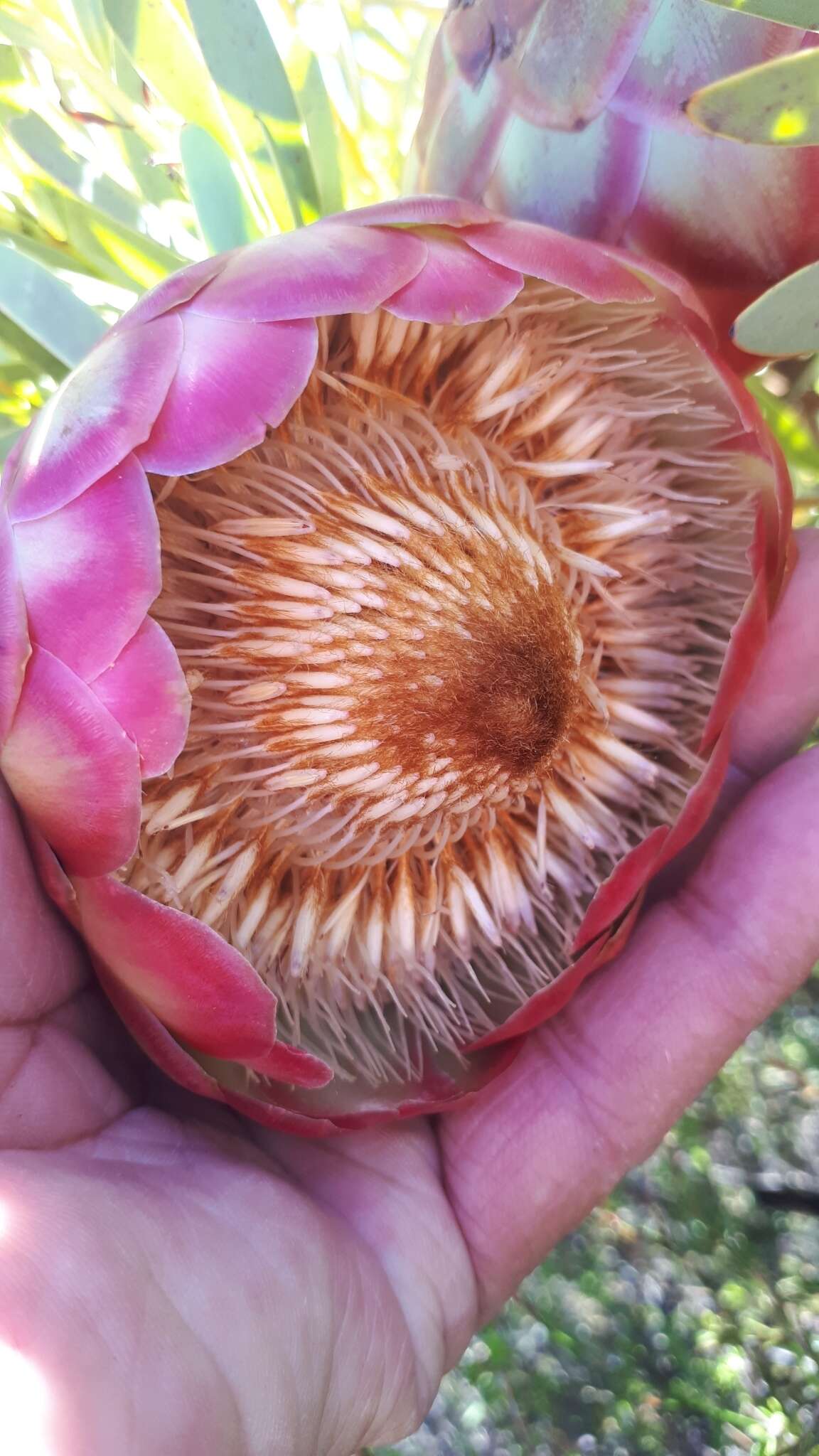 Image of Protea namaquana J. P. Rourke