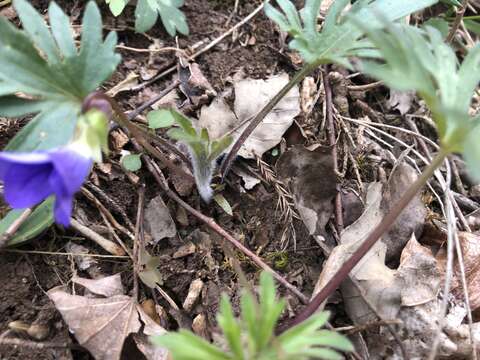 Слика од Viola subsinuata (Greene) Greene