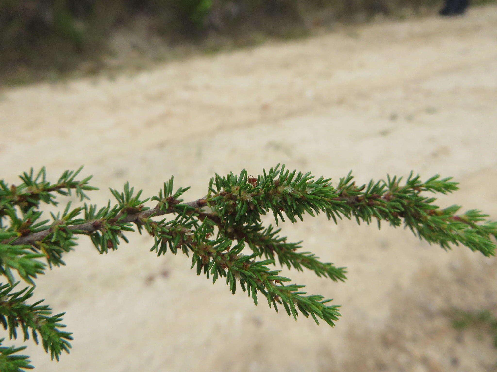 Image of Cliffortia linearifolia Eckl. & Zeyh.