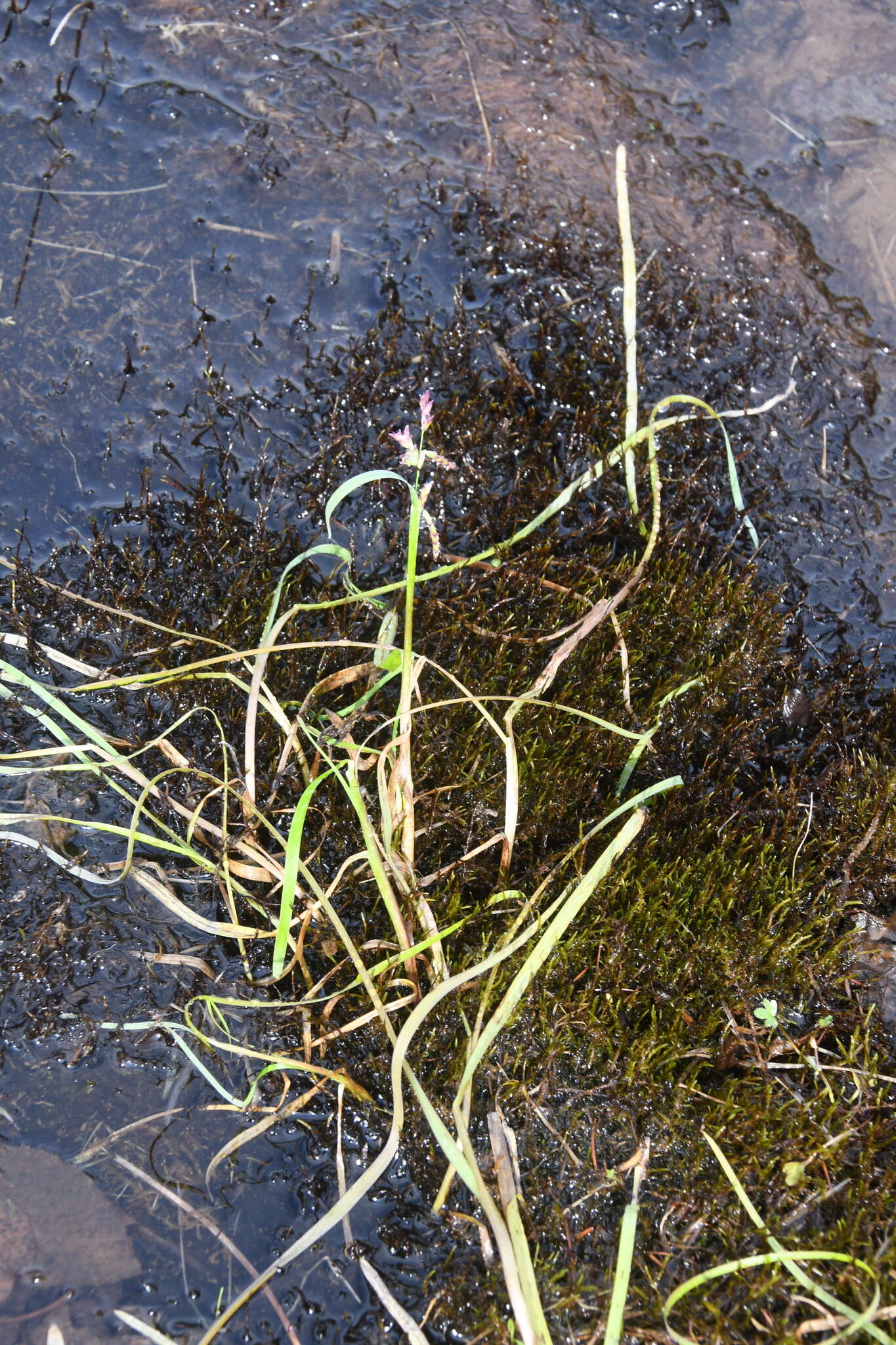 Image of false semaphoregrass